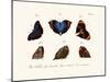 Butterflies, 1783-1806-null-Mounted Giclee Print