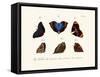 Butterflies, 1783-1806-null-Framed Stretched Canvas