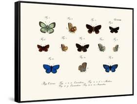 Butterflies, 1783-1806-null-Framed Stretched Canvas