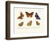 Butterflies, 1783-1806-null-Framed Giclee Print