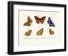 Butterflies, 1783-1806-null-Framed Giclee Print