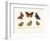 Butterflies, 1783-1806-null-Framed Giclee Print