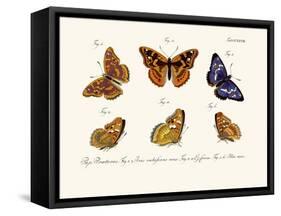 Butterflies, 1783-1806-null-Framed Stretched Canvas