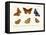 Butterflies, 1783-1806-null-Framed Stretched Canvas