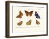 Butterflies, 1783-1806-null-Framed Giclee Print