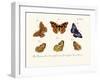 Butterflies, 1783-1806-null-Framed Giclee Print