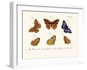 Butterflies, 1783-1806-null-Framed Giclee Print