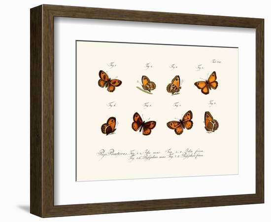 Butterflies, 1783-1806-null-Framed Giclee Print