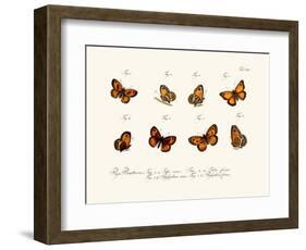 Butterflies, 1783-1806-null-Framed Giclee Print