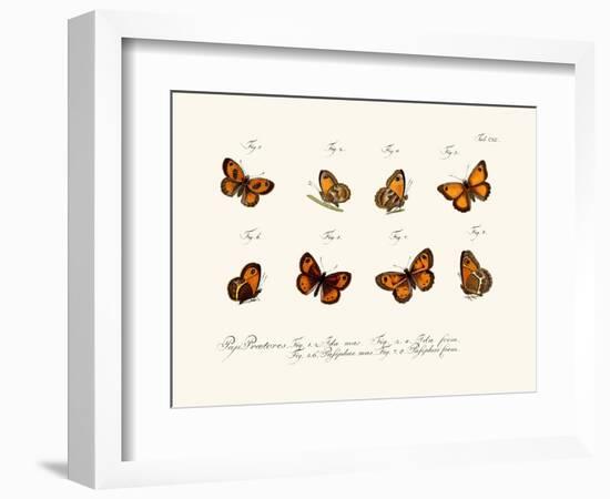 Butterflies, 1783-1806-null-Framed Giclee Print