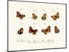 Butterflies, 1783-1806-null-Mounted Giclee Print