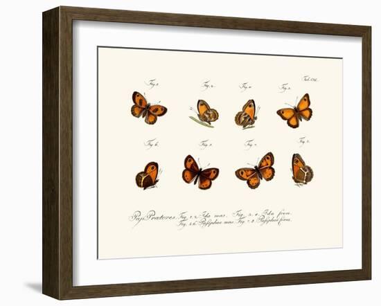 Butterflies, 1783-1806-null-Framed Giclee Print