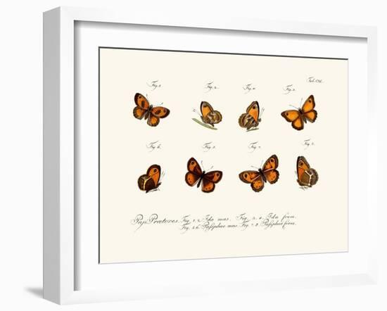 Butterflies, 1783-1806-null-Framed Giclee Print