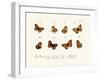 Butterflies, 1783-1806-null-Framed Giclee Print