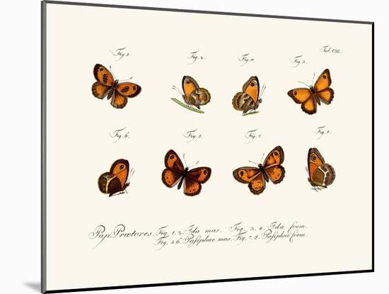 Butterflies, 1783-1806-null-Mounted Giclee Print