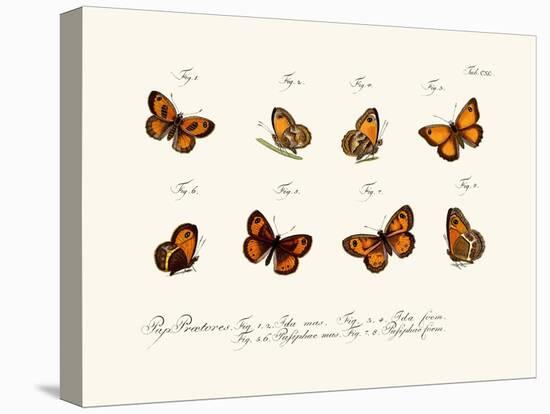 Butterflies, 1783-1806-null-Stretched Canvas