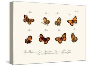 Butterflies, 1783-1806-null-Stretched Canvas