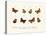 Butterflies, 1783-1806-null-Stretched Canvas