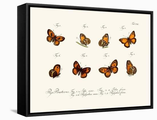 Butterflies, 1783-1806-null-Framed Stretched Canvas