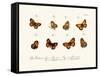 Butterflies, 1783-1806-null-Framed Stretched Canvas