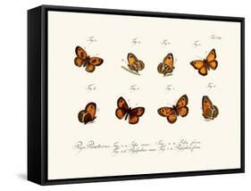 Butterflies, 1783-1806-null-Framed Stretched Canvas