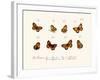 Butterflies, 1783-1806-null-Framed Giclee Print