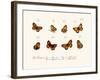 Butterflies, 1783-1806-null-Framed Giclee Print