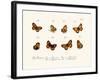 Butterflies, 1783-1806-null-Framed Giclee Print