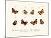 Butterflies, 1783-1806-null-Mounted Giclee Print