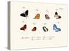 Butterflies, 1783-1806-null-Stretched Canvas