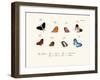 Butterflies, 1783-1806-null-Framed Giclee Print