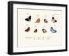 Butterflies, 1783-1806-null-Framed Giclee Print