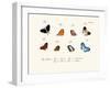 Butterflies, 1783-1806-null-Framed Giclee Print