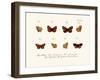 Butterflies, 1783-1806-null-Framed Giclee Print