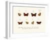 Butterflies, 1783-1806-null-Framed Giclee Print