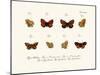 Butterflies, 1783-1806-null-Mounted Giclee Print