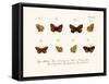 Butterflies, 1783-1806-null-Framed Stretched Canvas