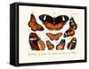 Butterflies, 1783-1806-null-Framed Stretched Canvas