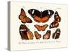 Butterflies, 1783-1806-null-Stretched Canvas