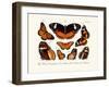 Butterflies, 1783-1806-null-Framed Giclee Print