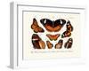 Butterflies, 1783-1806-null-Framed Giclee Print