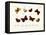 Butterflies, 1783-1806-null-Framed Stretched Canvas