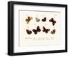 Butterflies, 1783-1806-null-Framed Giclee Print