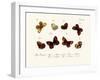 Butterflies, 1783-1806-null-Framed Giclee Print