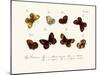 Butterflies, 1783-1806-null-Mounted Giclee Print