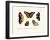 Butterflies, 1783-1806-null-Framed Giclee Print