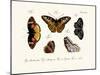 Butterflies, 1783-1806-null-Mounted Giclee Print