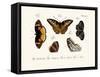 Butterflies, 1783-1806-null-Framed Stretched Canvas