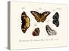 Butterflies, 1783-1806-null-Stretched Canvas