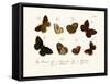 Butterflies, 1783-1806-null-Framed Stretched Canvas